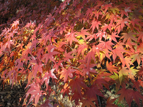 20151209hike (85)